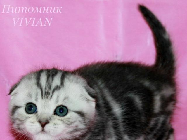 Кошка. Шотландская вислоухая (короткошерстная). Продаю в Москве