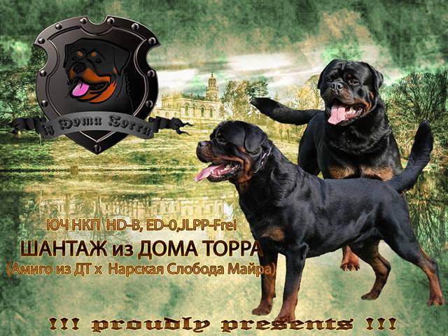 Собака. Ротвейлер. Продаю в Москве