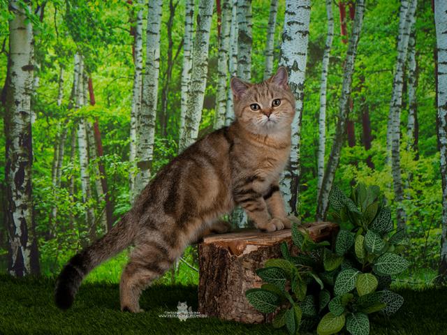Кошка. Британская короткошерстная. Продаю в Санкт-Петербурге