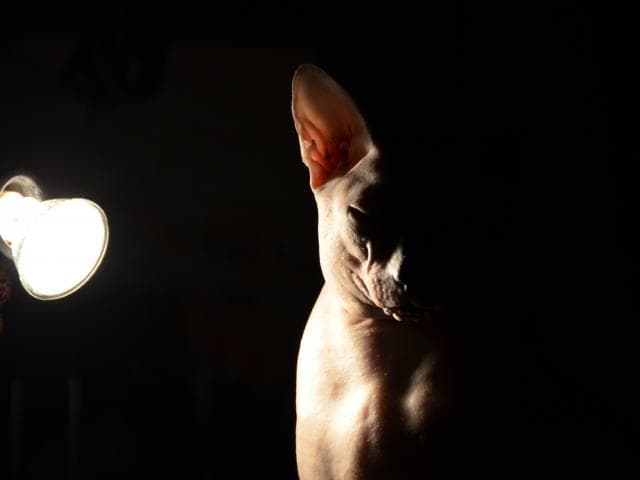 Кошка. Сфинкс. Вязка в Красноярске
