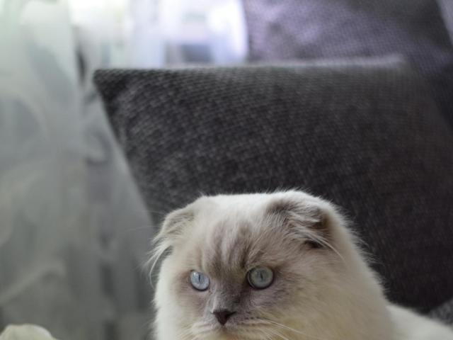 Вязка: Вязка с Шотландским вислоухим котом Блю-поинт