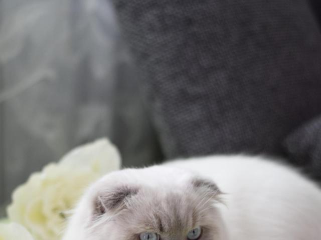 Вязка: Вязка с Шотландским вислоухим котом Блю-поинт фото2