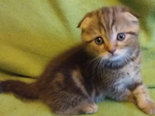 Продаю: котята шотландской вислоухой кошки