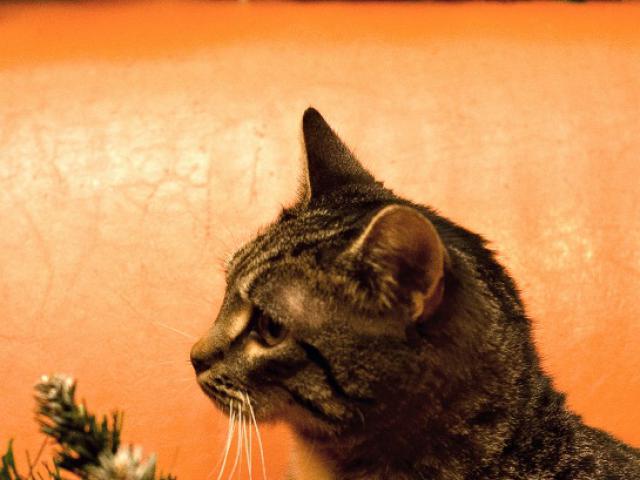 Отдам в дар: Обаятельный котик Тимофей ищет дом фото3