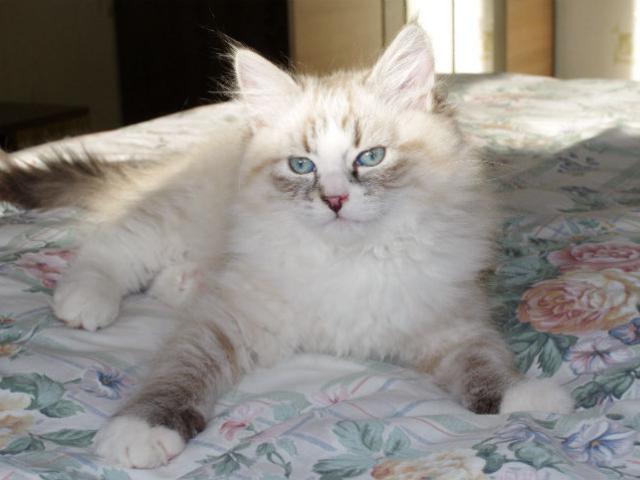 Продаю: Невские маскарадные котята (Сибирский колор-поинт) фото2