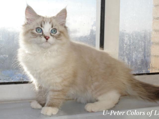 Продаю: Невские маскарадные котята (Сибирский колор-поинт) фото3