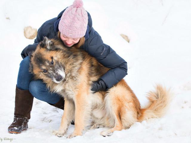 Отдам в дар: Красивый статный пес ищет семью
