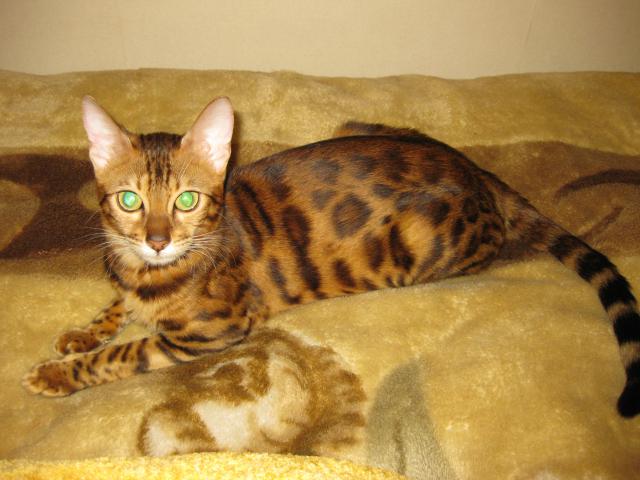 Продаю: резерв бенгальских котят фото2