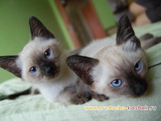 Продаю: Роскошные сиамские котята фото3