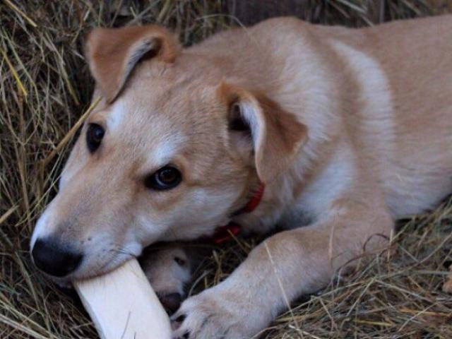 Отдам в дар: Ищет дом очаровательный щенок по кличке Плюша фото3