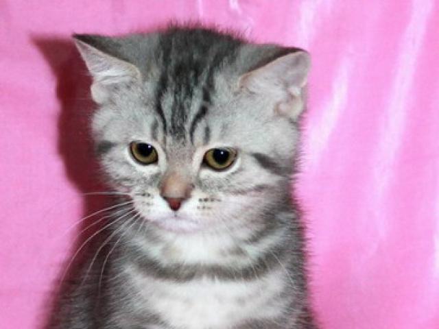 Продаю: Британские котята голубой мрамор из питомника