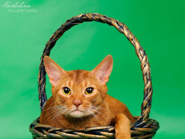 Вязка: Абиссинский кот окраса соррель приглашает на вязку фото2