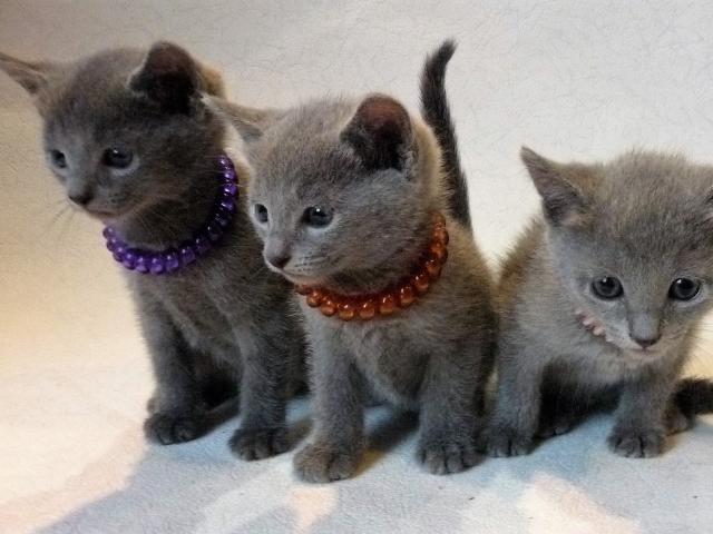 Продаю: Русские голубые котята из питомника в Москве