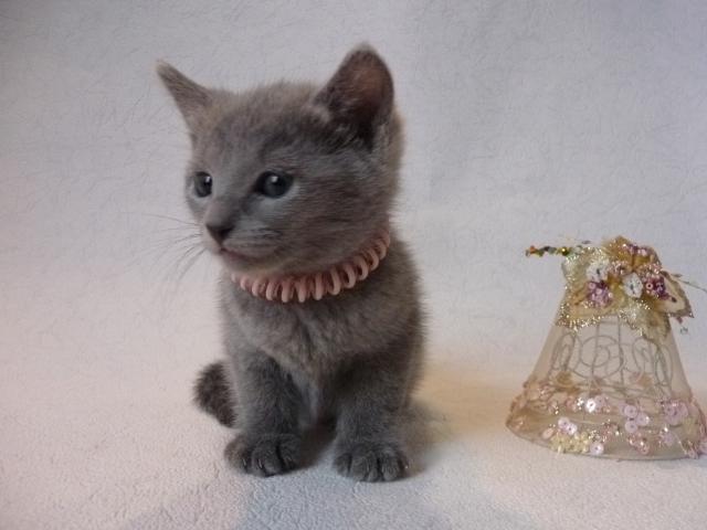 Продаю: Русские голубые котята из питомника в Москве фото2