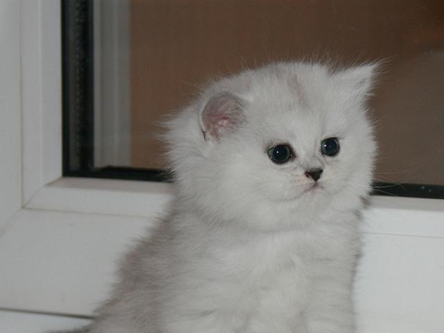 Продаю: Британские котята серебристые шиншиллы фото3