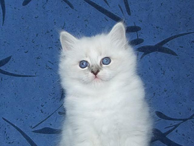 Продаю: Невские маскарадные котята фото3
