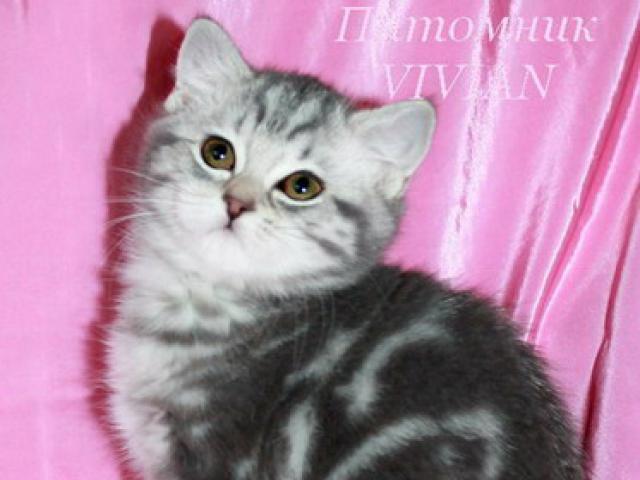 Продаю: Британские котята голубой мрамор из питомника