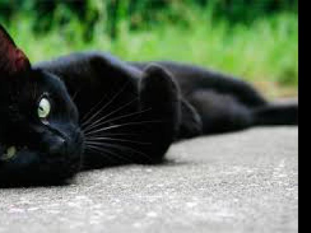 Потерялся/Нашелся: Пропала черная кошка в ошейнике, Славянский р-н фото2
