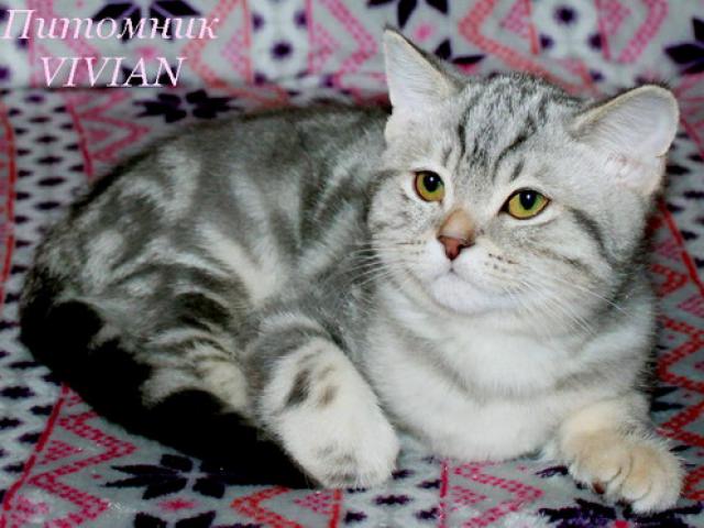 Продаю: Британский котик голубой мрамор из питомника