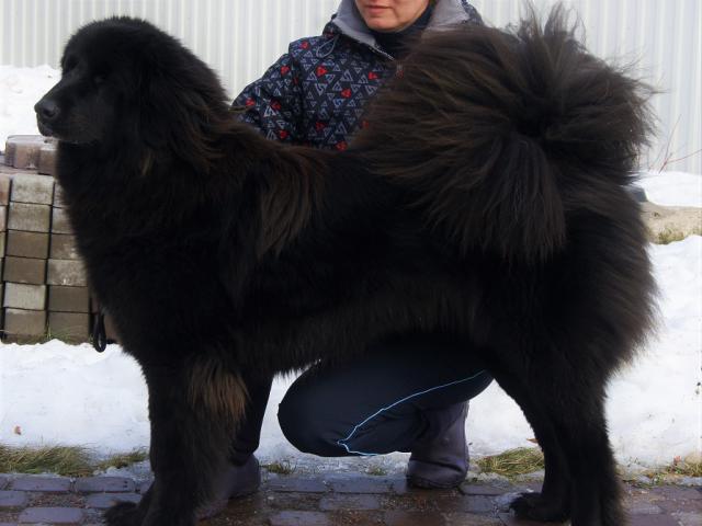 Продаю: Щенки Монгольской овчарки Банхар фото3
