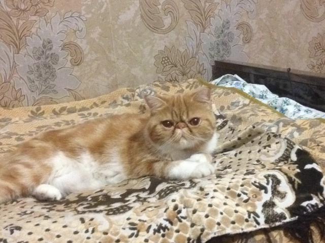 Вязка: Девочка Экзот пригласит кота в гости