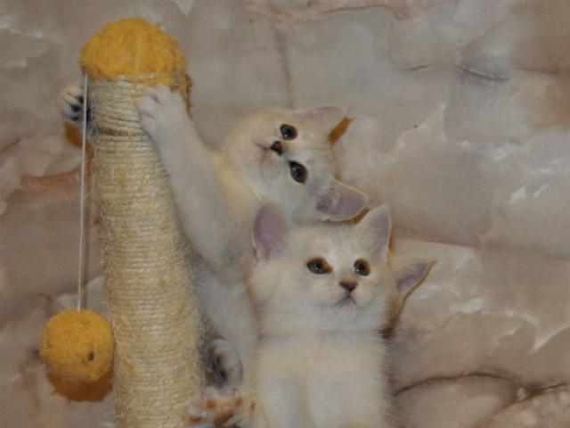 Продаю: Британские котята серебристые шиншиллы фото2