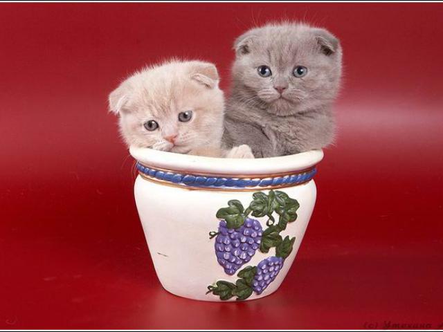 Продаю: клубные котята питомника``sweettoy`` фото2