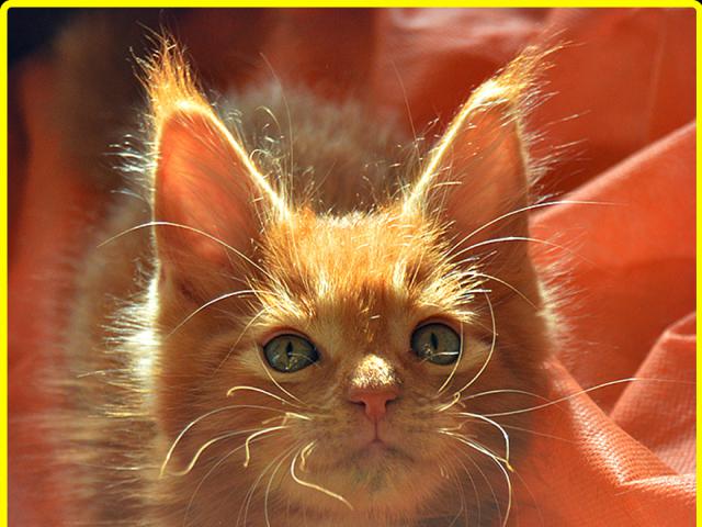 Продаю: Котята мейн-кун Разные окрасы солиды фото2