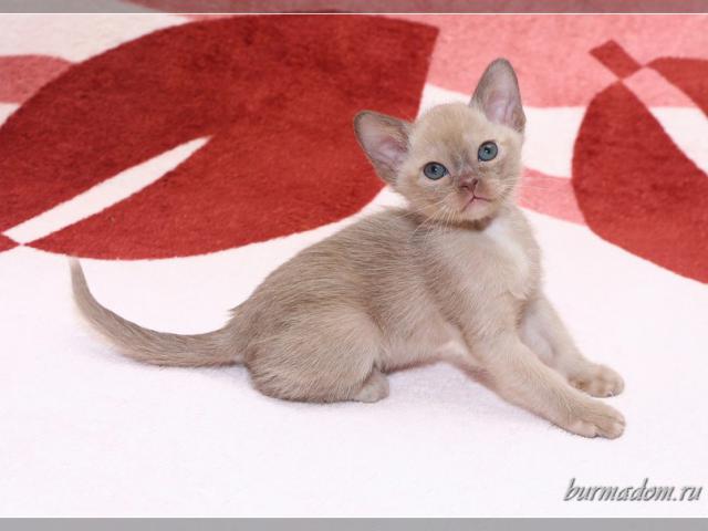 Продаю: Бурманские котята европейского типа фото3