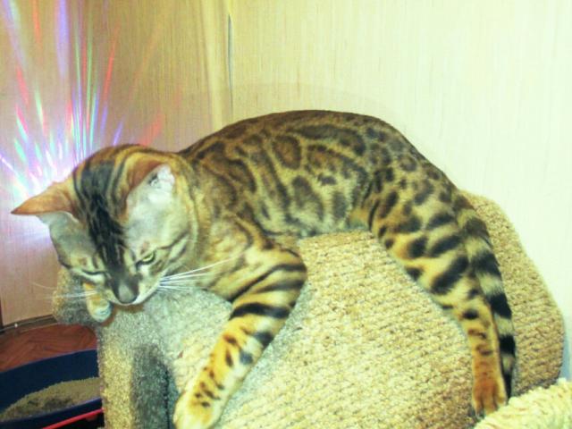 Вязка: Вязка с Шикарным, ласковым, опытным котом МОСКВА  фото3