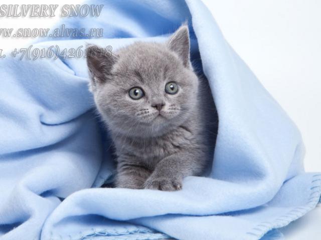 Продаю: Голубые британские котята От Заводчика