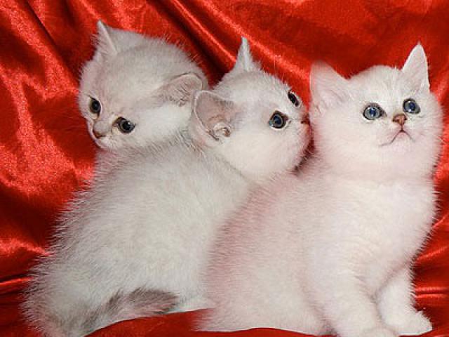 Продаю: Британские котята серебристые шиншиллы фото3