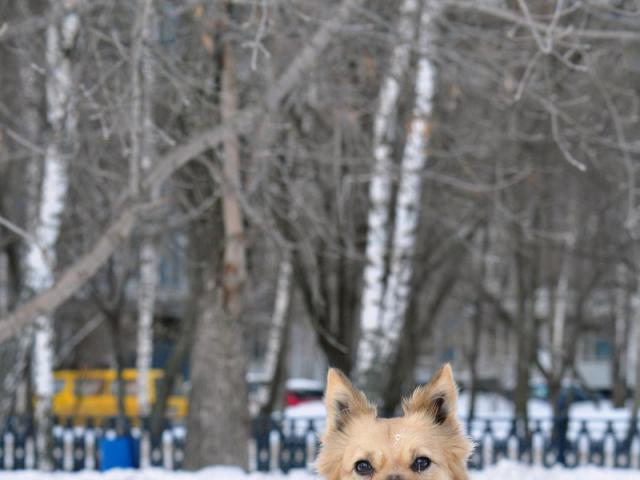 Отдам в дар: Солнышко Марта ищет друзей и семью фото2