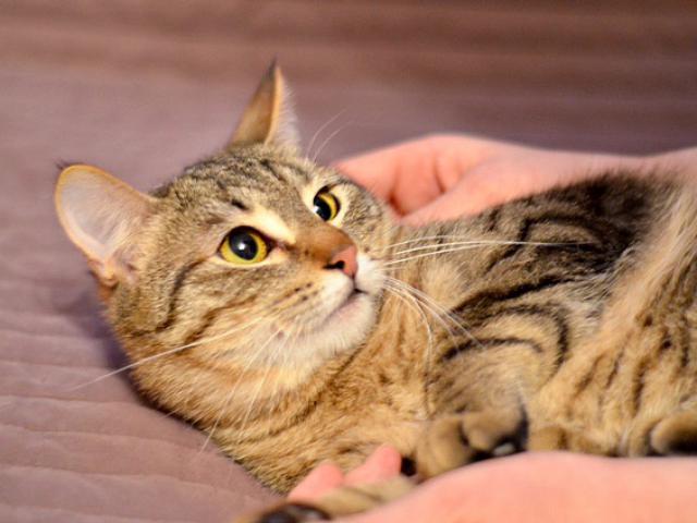 Отдам в дар: Ищет дом котенок Матросик фото2