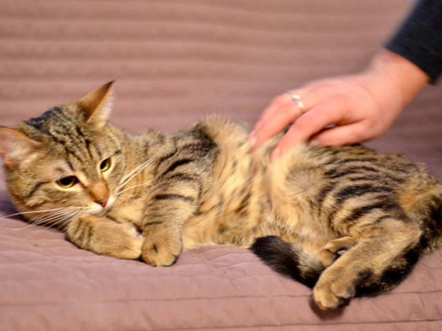 Отдам в дар: Ищет дом котенок Матросик фото3