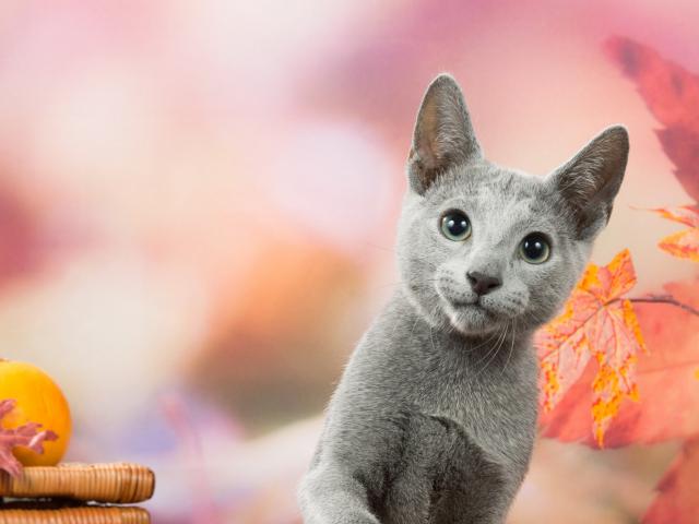 Продаю: Русские Голубые котята из питомника Голубые Дали 