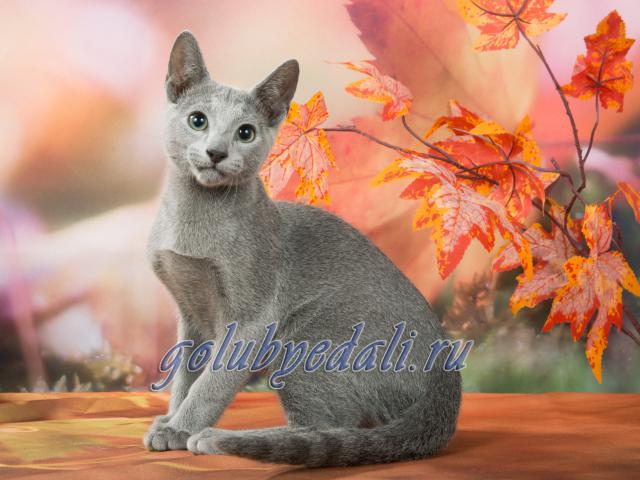 Продаю: Русские Голубые котята из питомника Голубые Дали  фото3