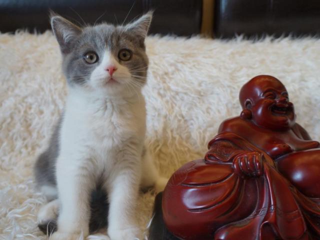 Продаю: Чистокровный британский котик голубой биколор  фото3