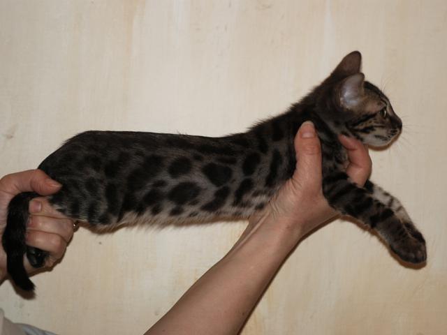 Продаю: угольный бенгальский котенок фото2
