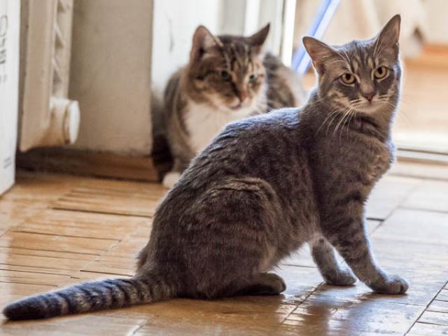 Отдам в дар: Дымчатый котик Филя с изумрудными глазами ищет дом