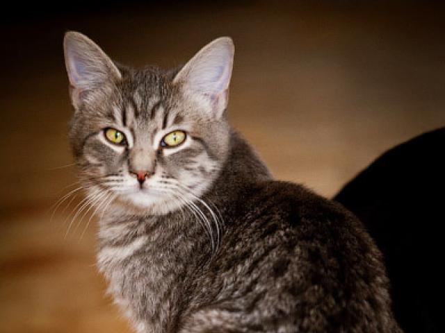 Отдам в дар: Дымчатый котик Филя с изумрудными глазами ищет дом фото3