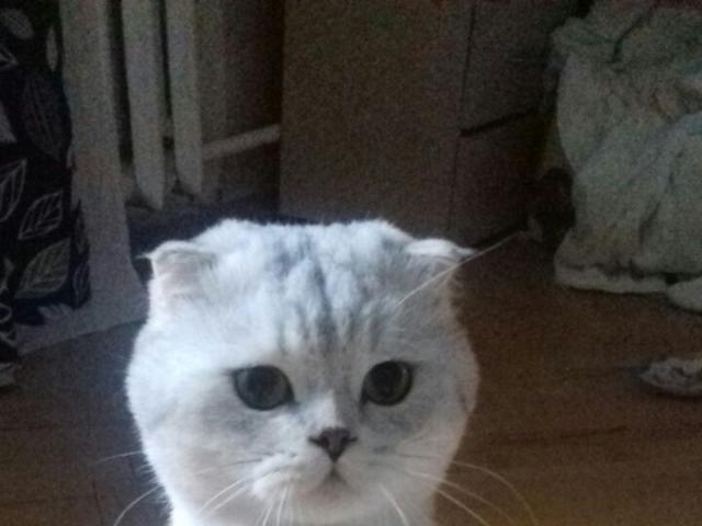 Вязка: Вязка с Шикарным, ласковым, опытным котом МОСКВА 