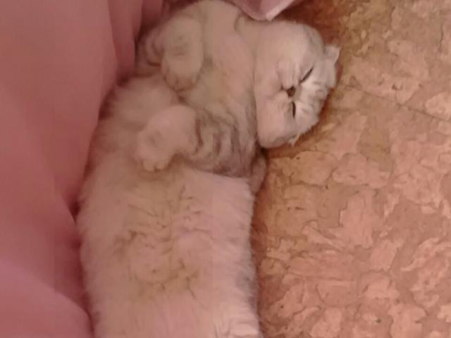 Вязка: Вязка с Шикарным, ласковым, опытным котом МОСКВА  фото2
