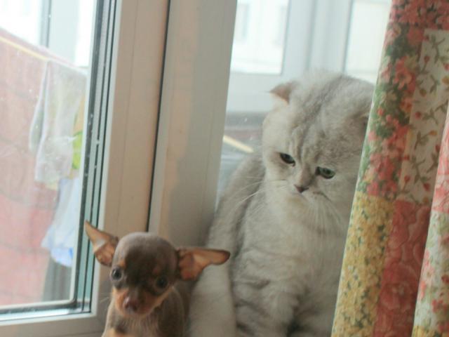 Вязка: Вязка с Шикарным, ласковым, опытным котом МОСКВА  фото3