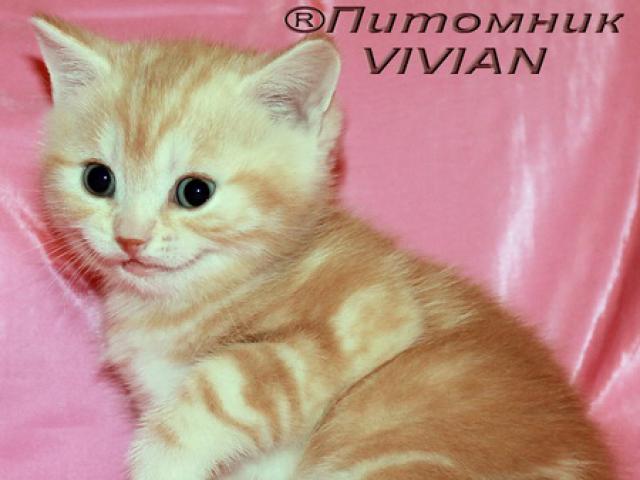 Продаю: Британские котята красный мрамор на серебре
