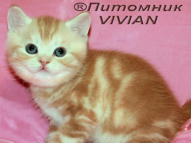Продаю: Британские котята красный мрамор на серебре фото2