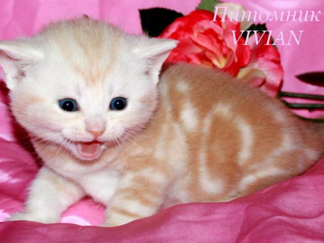 Продаю: Британские котята красный мрамор на серебре
