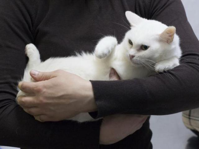 Отдам в дар: Прекрасная кошка по имени Сага в добрые руки фото3