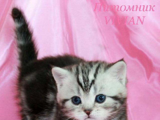 Продаю: Британские котята черный мрамор на серебре фото2
