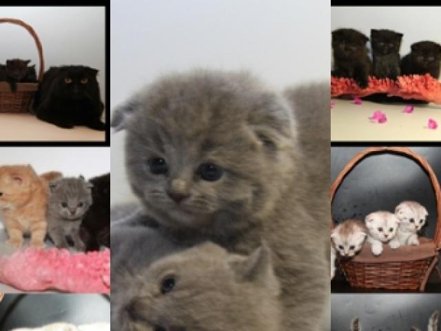 Продаю: Британские, Шотланские котята–большой выбор фото2
